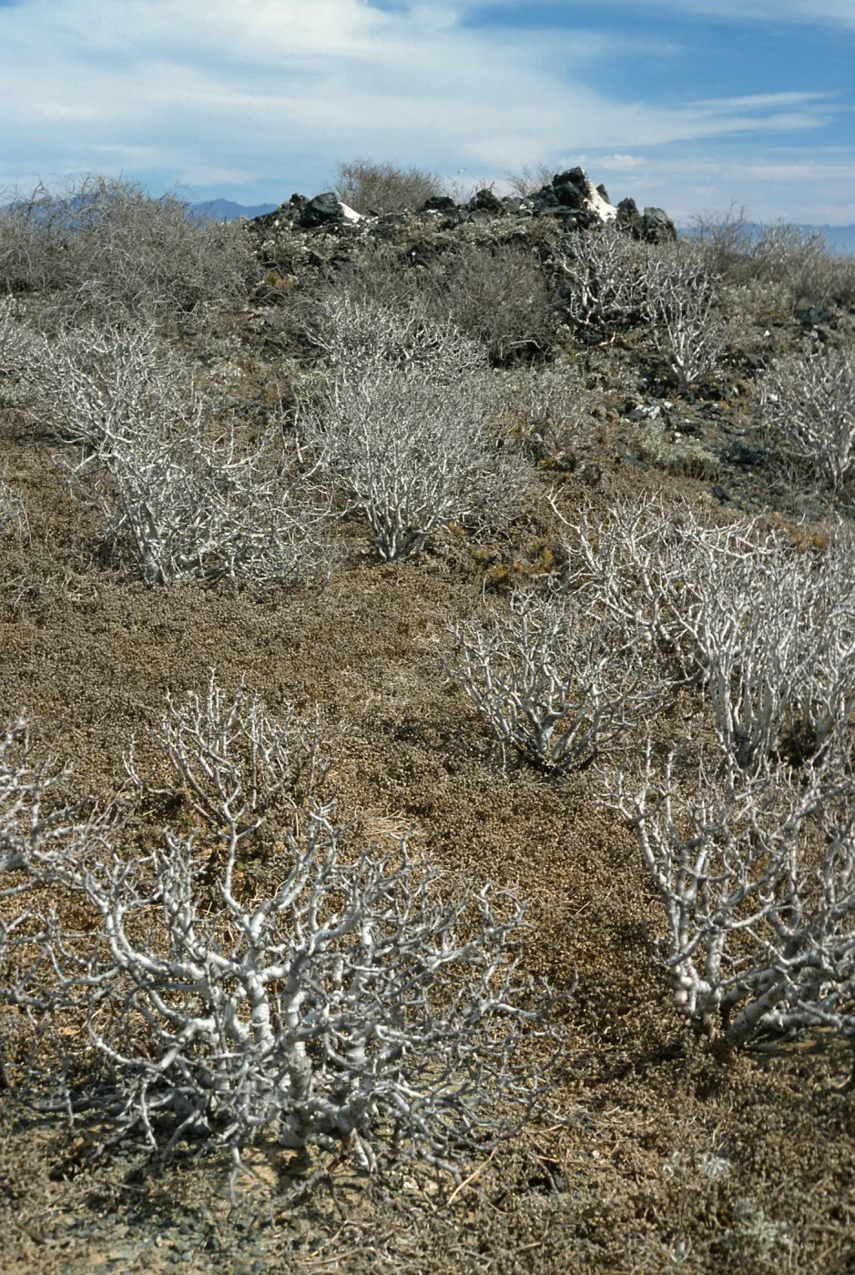 Euphorbia misera, E. San Benito Isl.