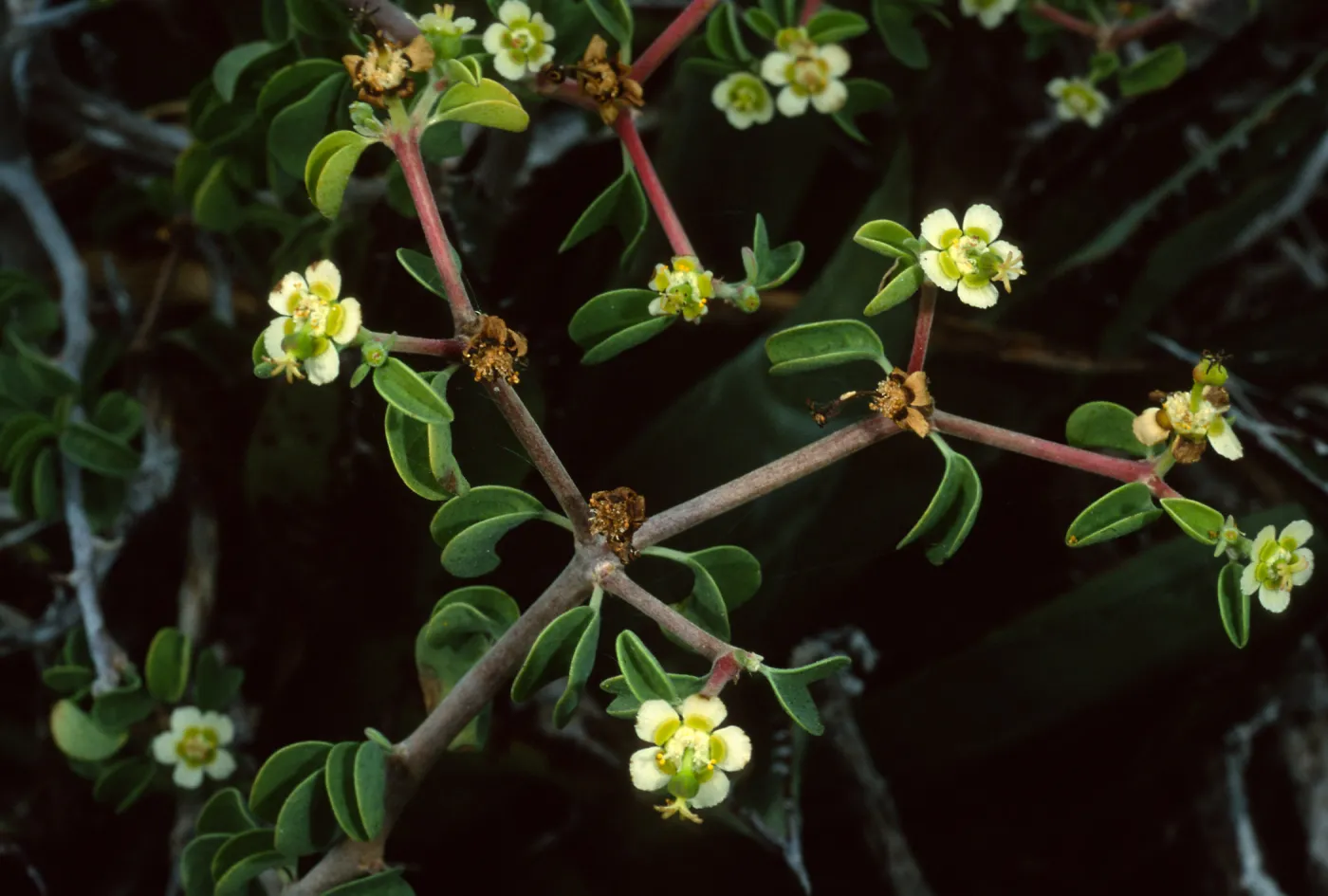 Euphorbia, W. San Benito Isl.