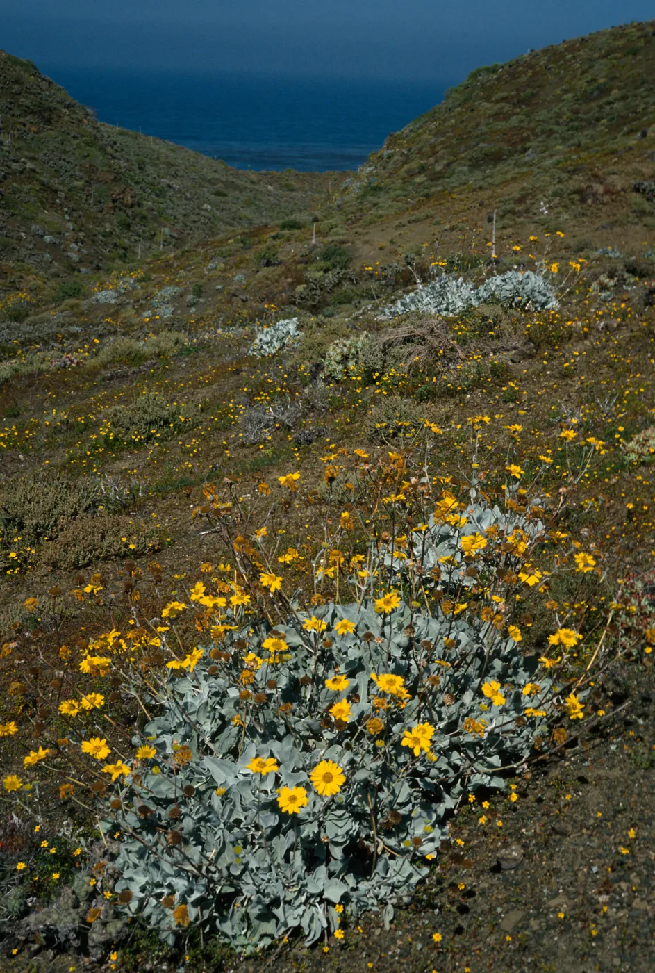 Viguera lanata, N. of lighthouse, Natividad Island