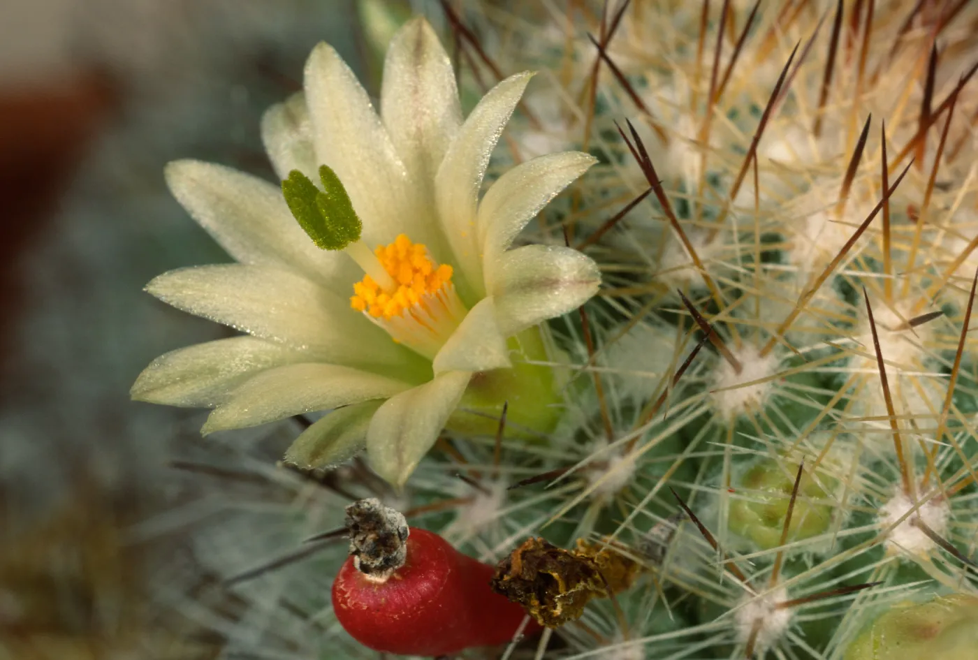 Mammillaria neopalmeri, Calle poniente