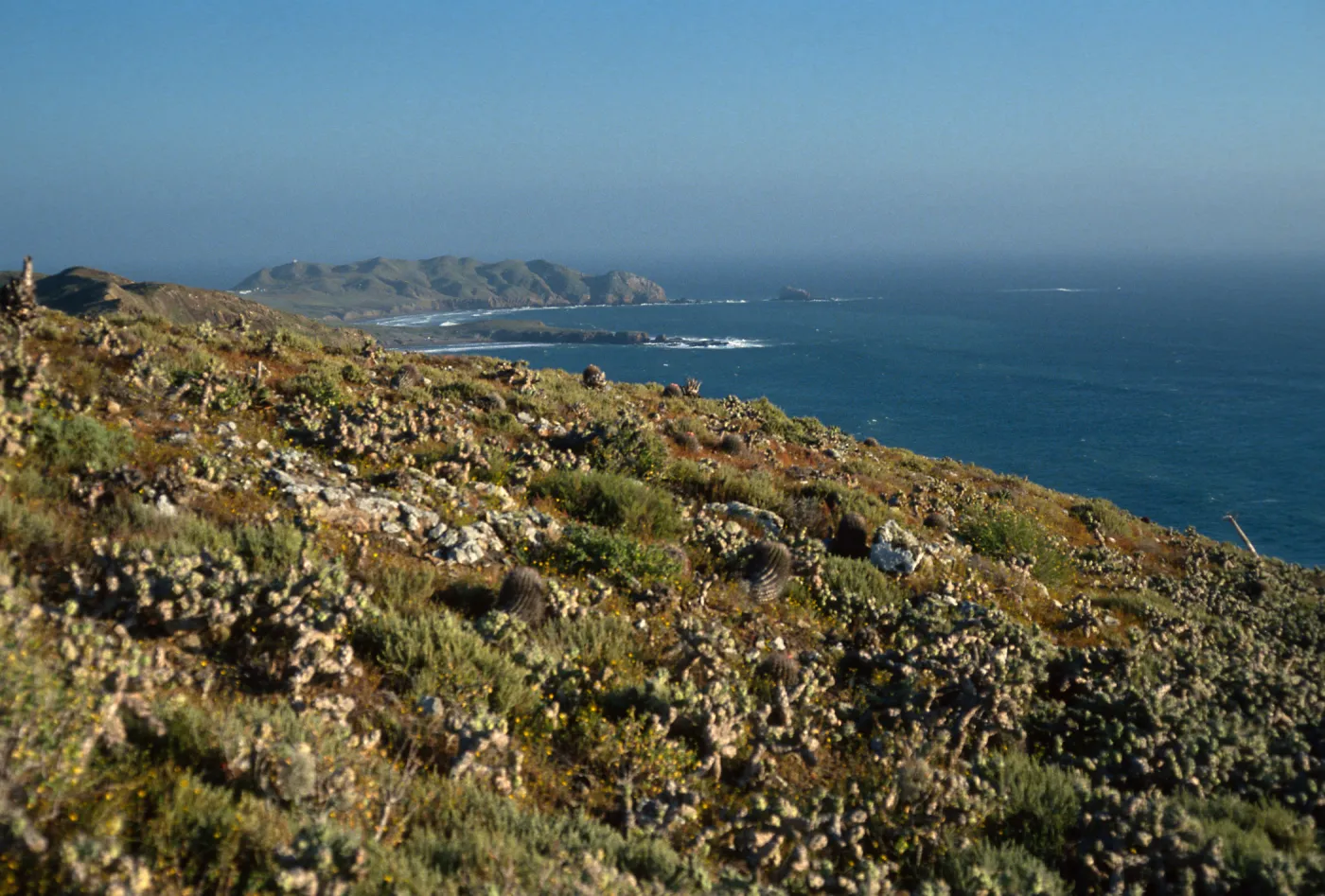 Maritime cactus scrub, West side of Natividad Island