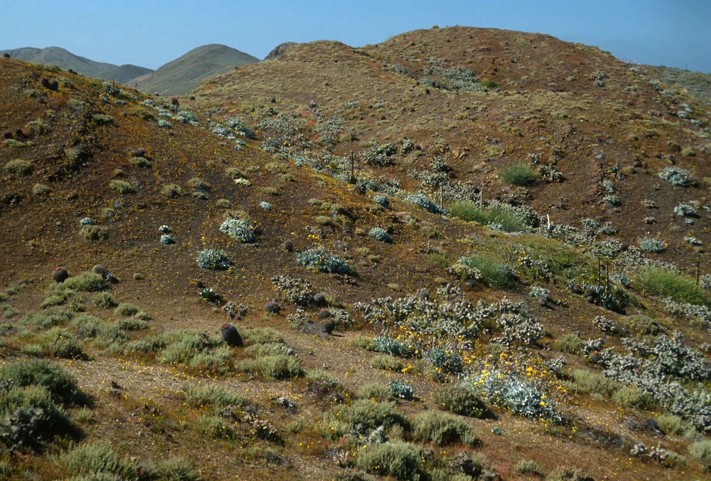 Central part of Natividad Island, North of lighthouse