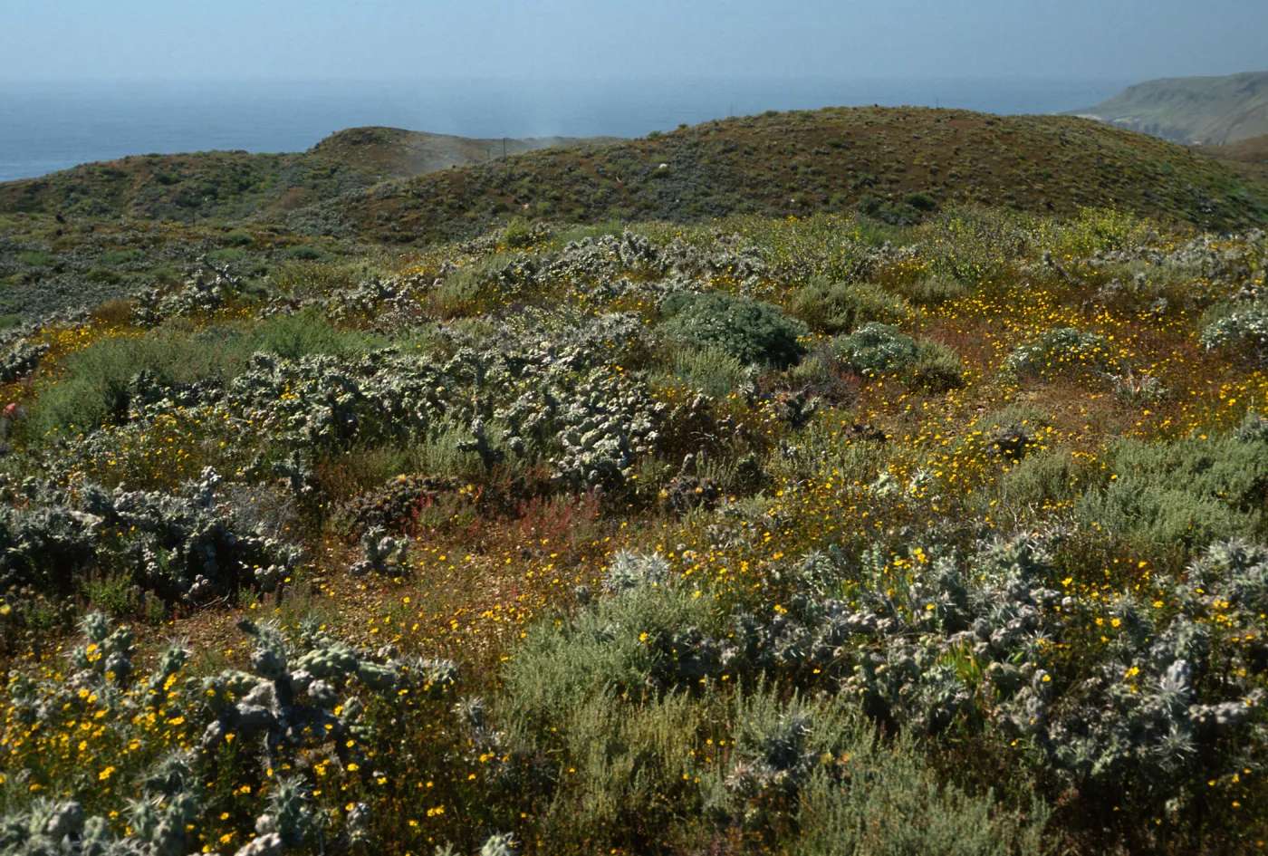 Opuntia (Prickly-pear), Coleocarpus, North of lighthouse, Natividad Island