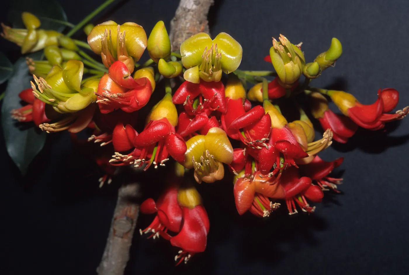 Trees of Santa Barbara Talk - Castanospermum australe 