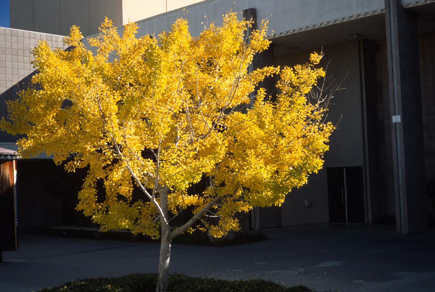 Trees of Santa Barbara Talk - Ginkgo biloba