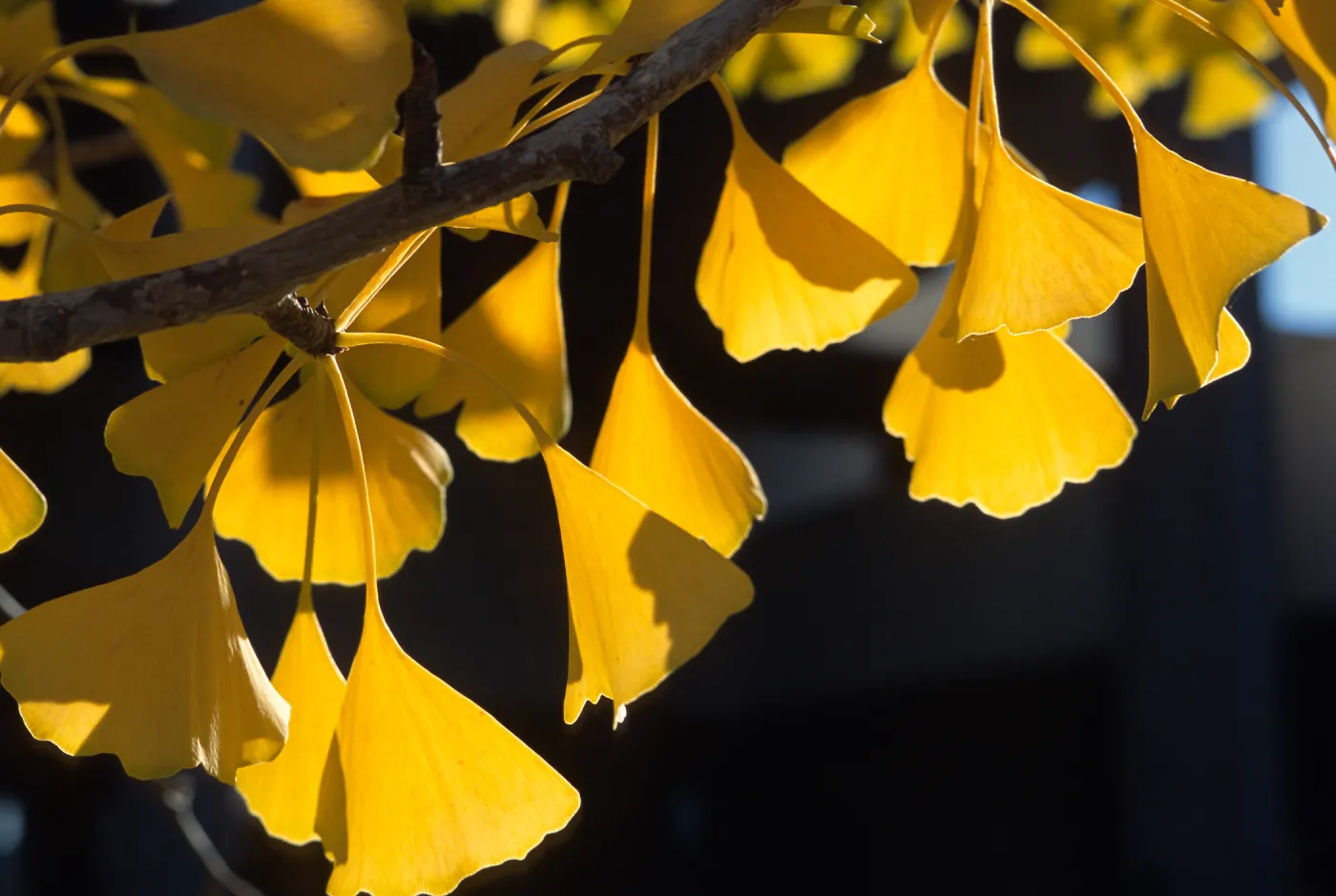 Trees of Santa Barbara Talk - Ginkgo biloba