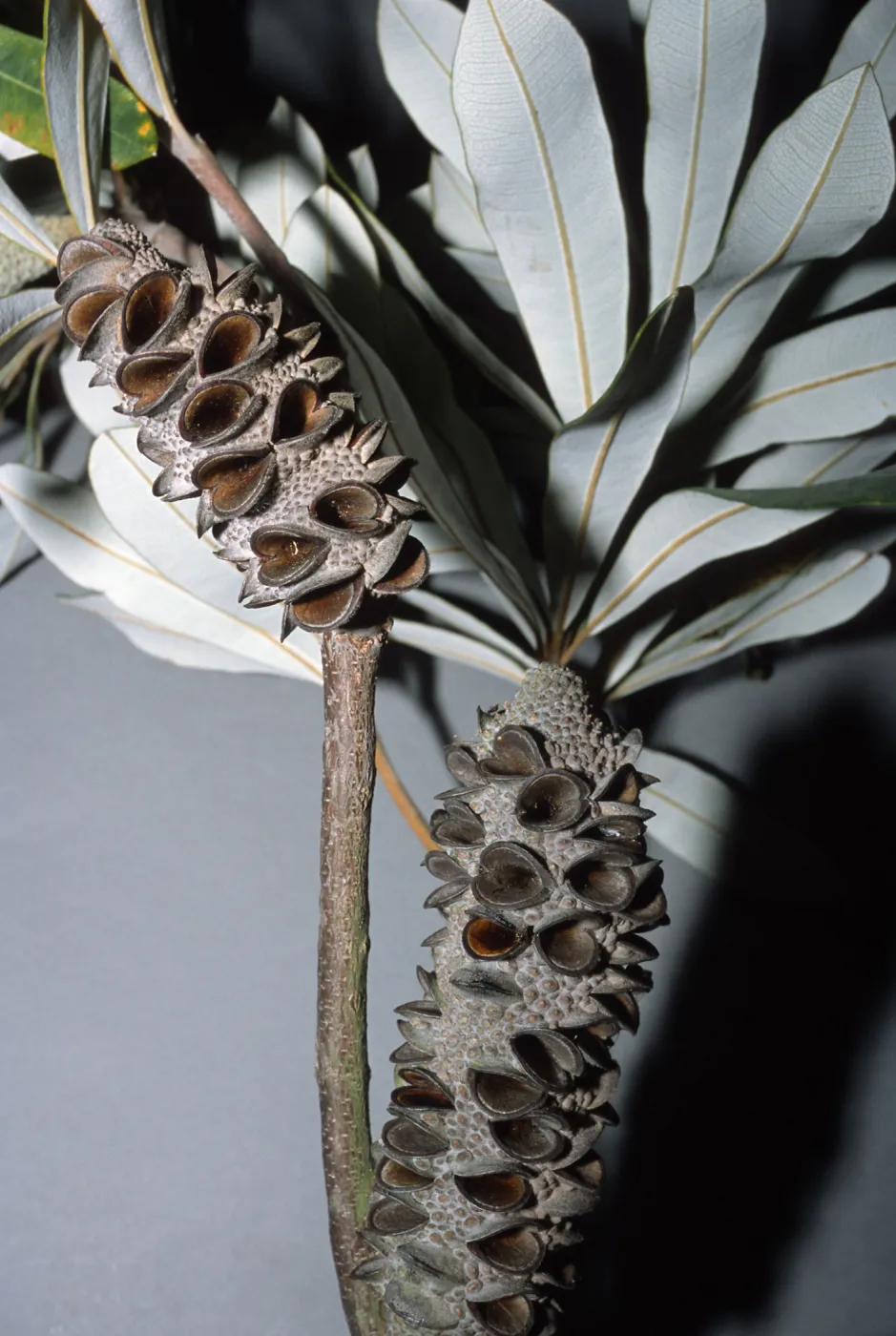 Trees of Santa Barbara Talk - Banksia integrifolia