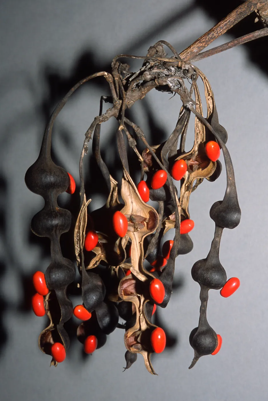 Trees of Santa Barbara Talk - Erythrina caffra