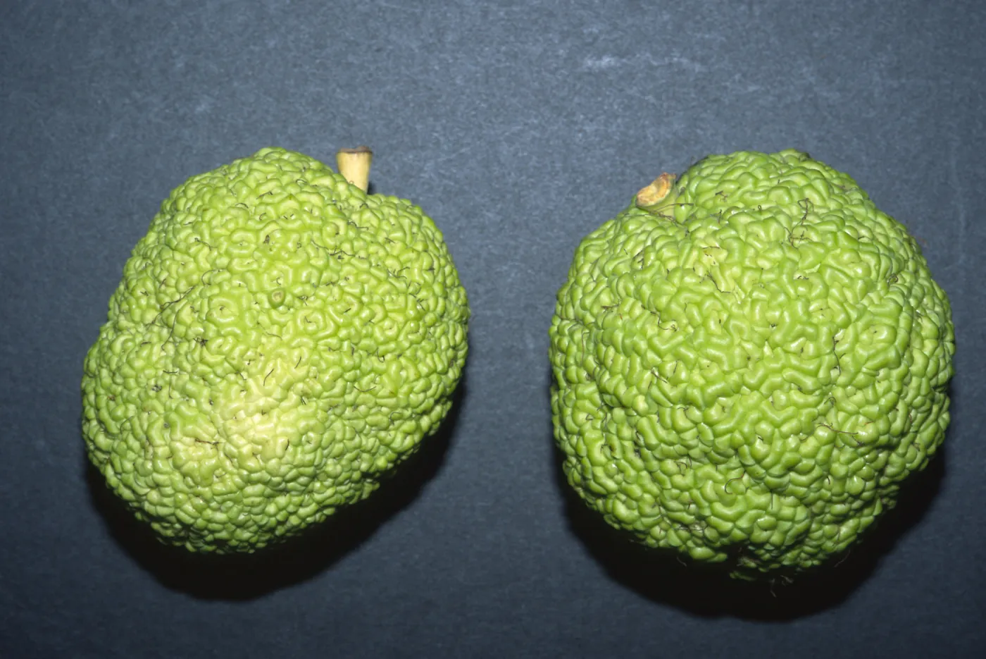 Trees of Santa Barbara Talk - Maclura pomifera