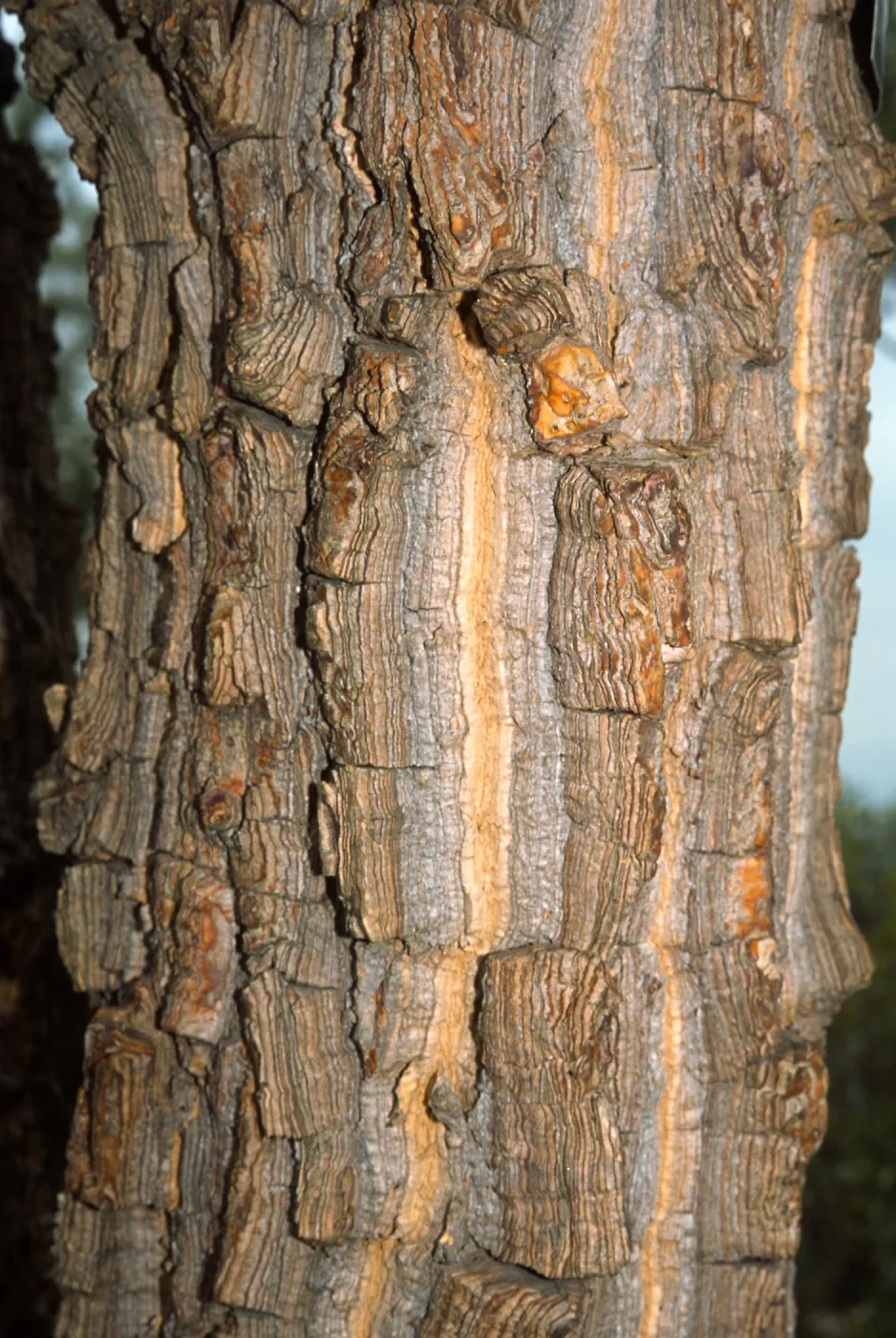Trees of Santa Barbara Talk - Erythrina abyssinica