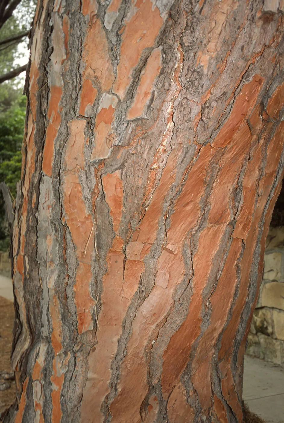 Trees of Santa Barbara Talk - Pinus pinea