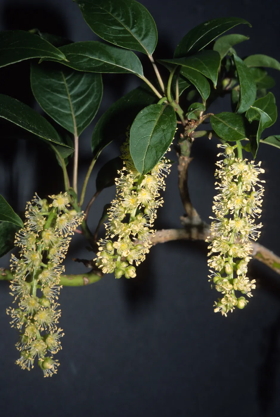 Trees of Santa Barbara Talk - Phytolacca dioica