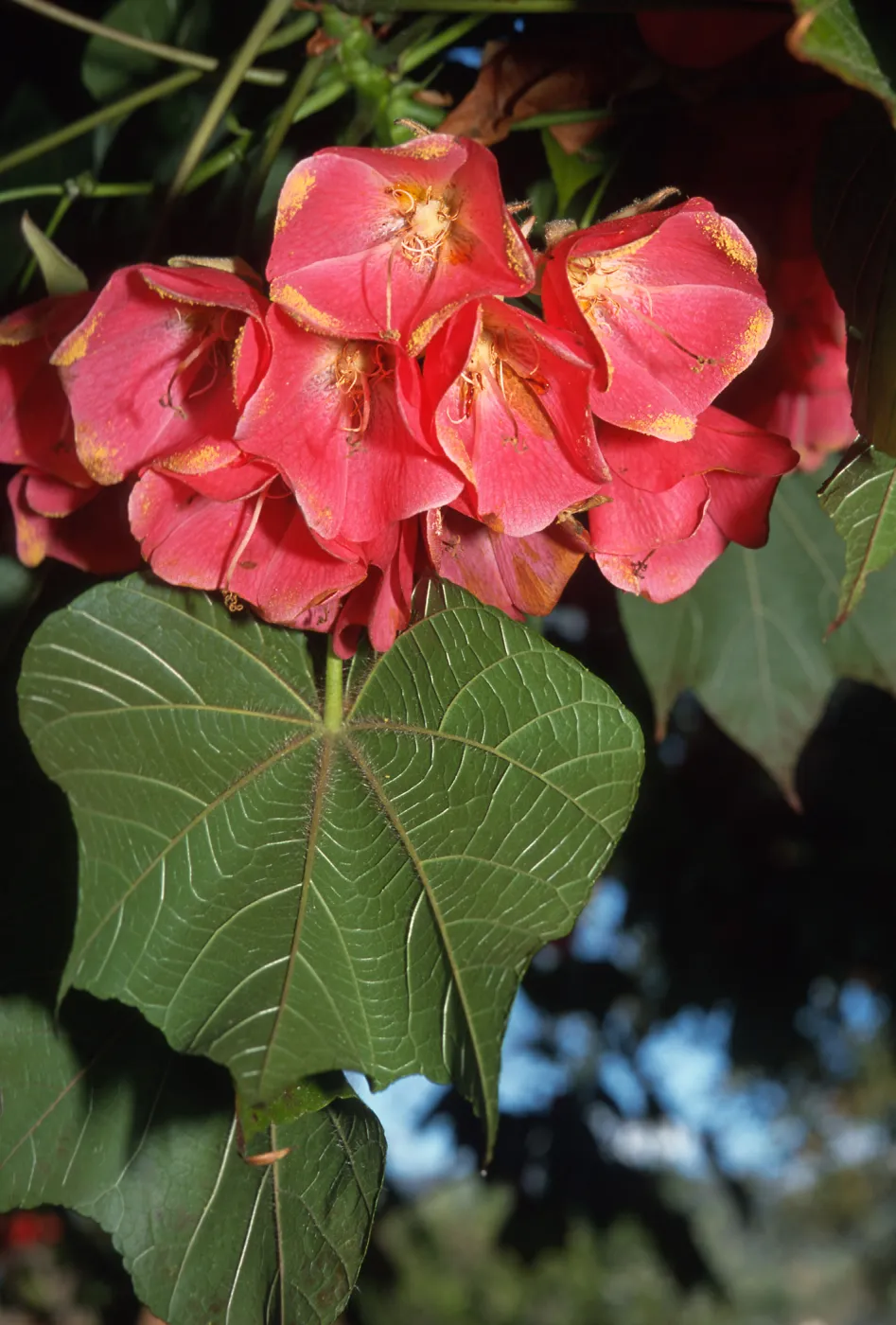 Trees of Santa Barbara Talk - Dombeya cacuminum