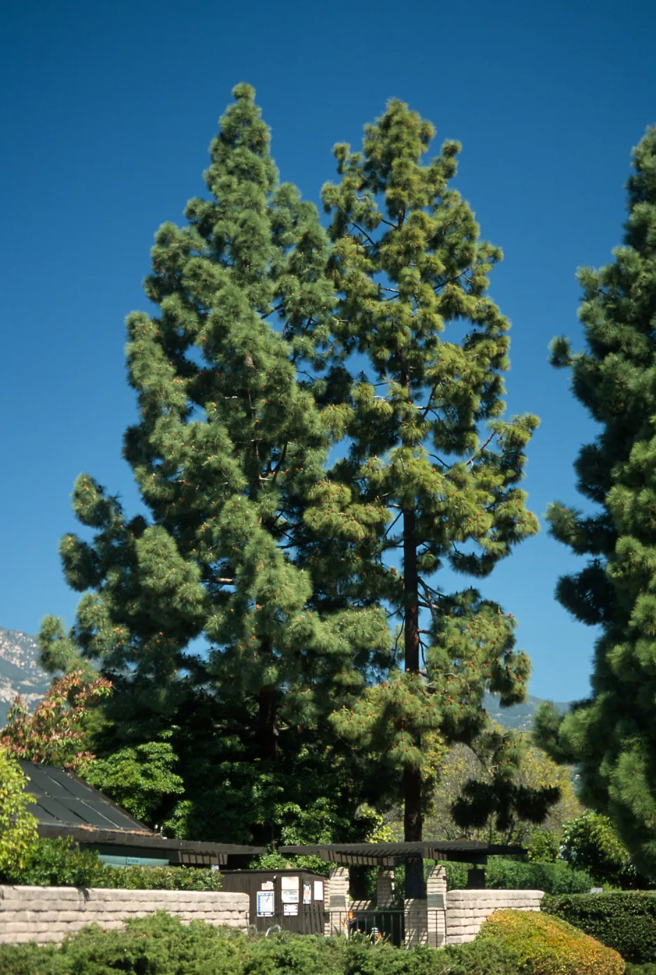 Trees of Santa Barbara Talk - Pinus canariensis
