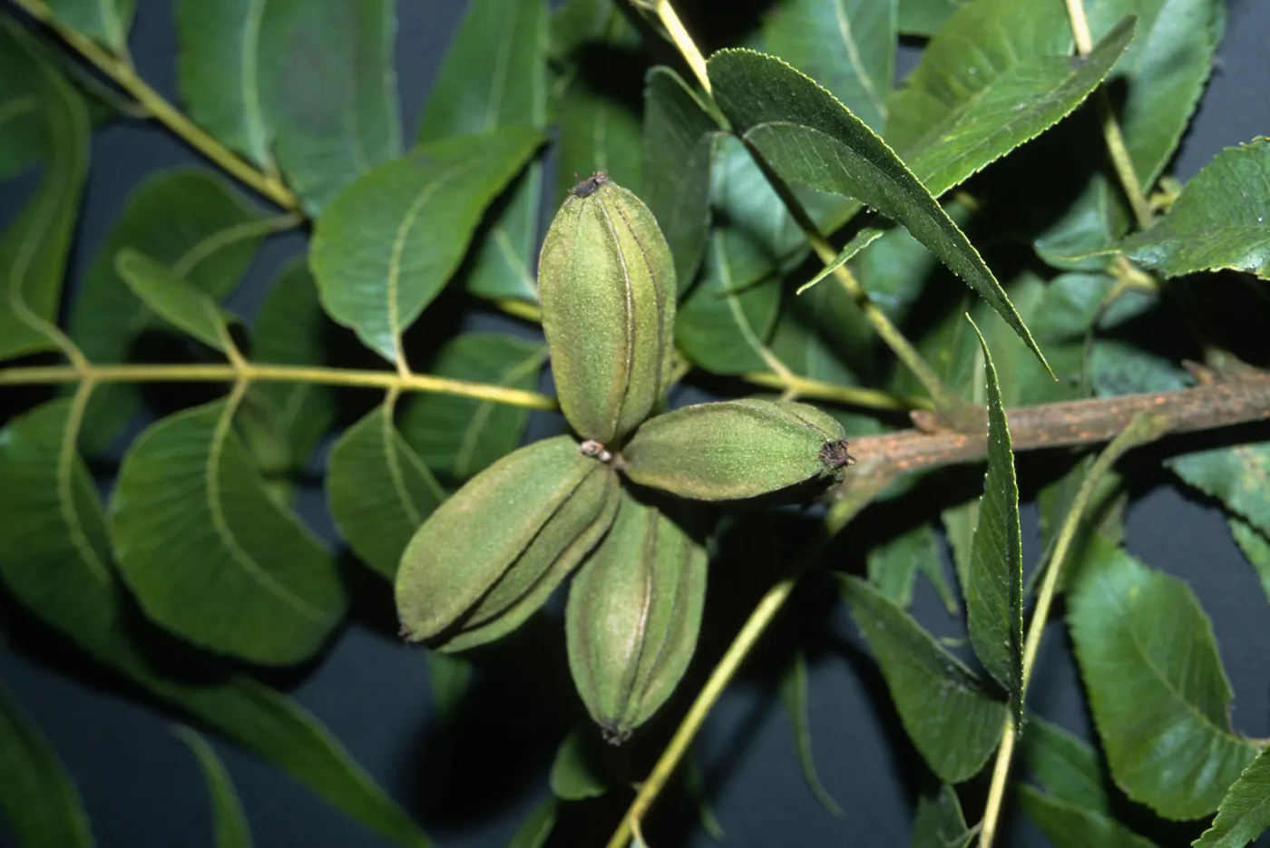 Trees of Santa Barbara Talk - Carya illinoensis