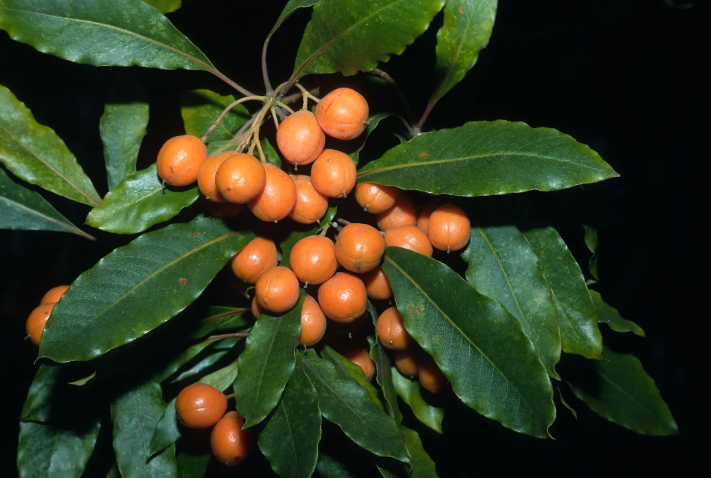 Trees of Santa Barbara Talk - Pittosporum undulatum