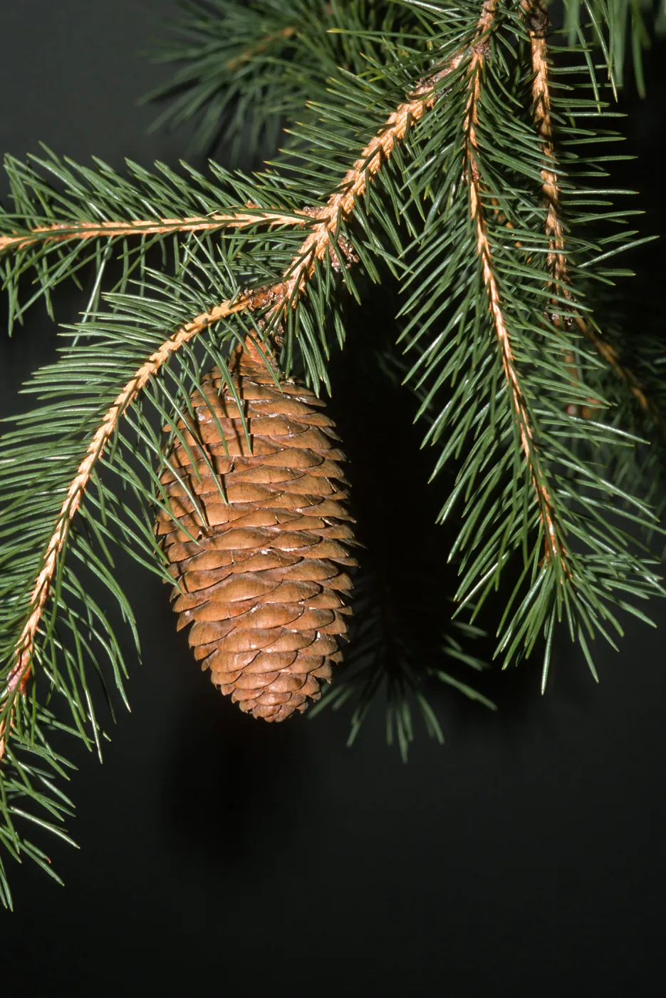 Trees of Santa Barbara Talk - Picea abies