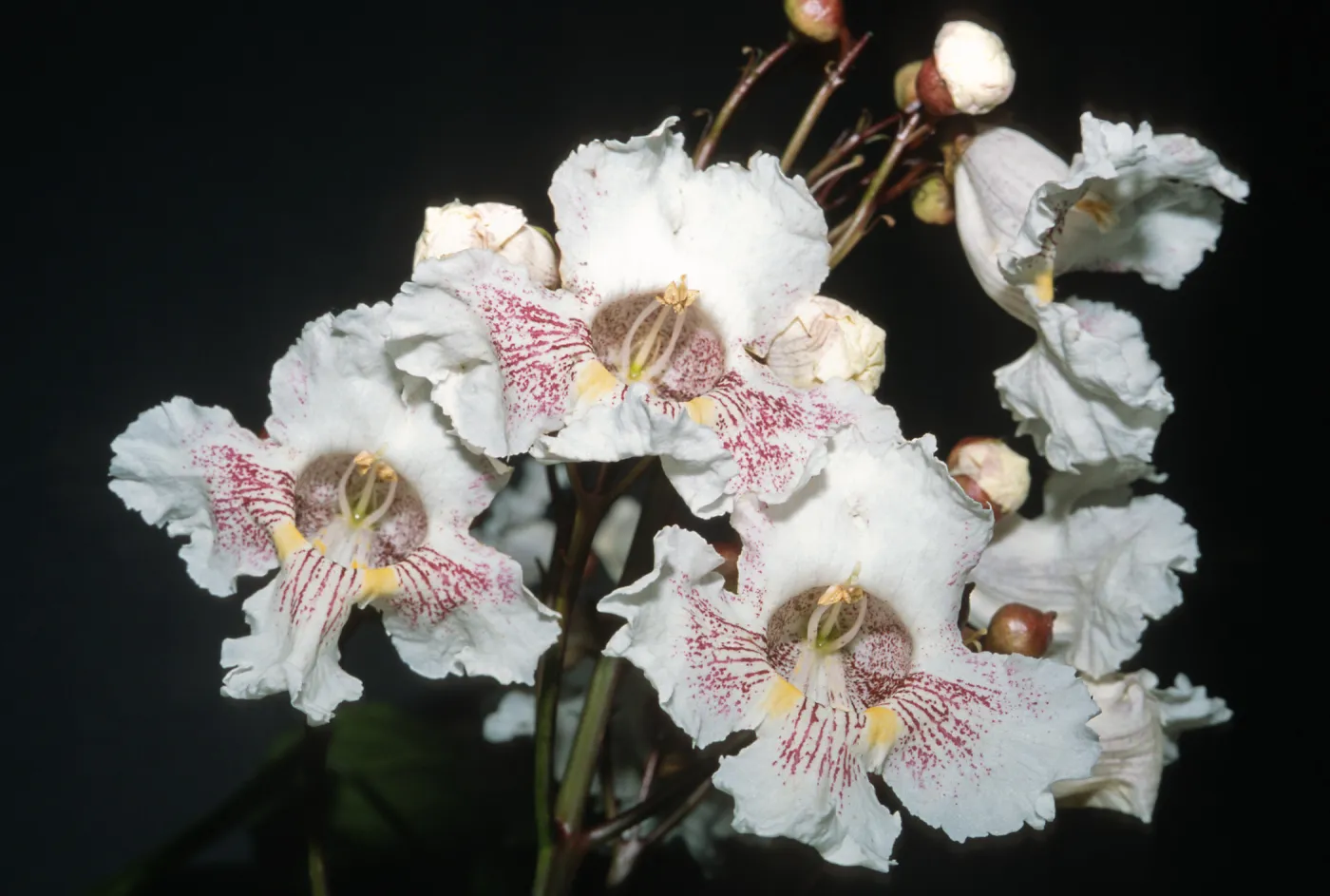 Trees of Santa Barbara Talk - Catalpa speciosa