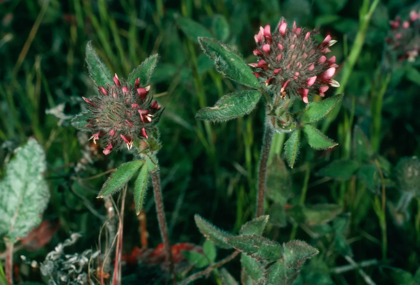Trifolium albopurpureum, Santa Cruz Island, Peak 777