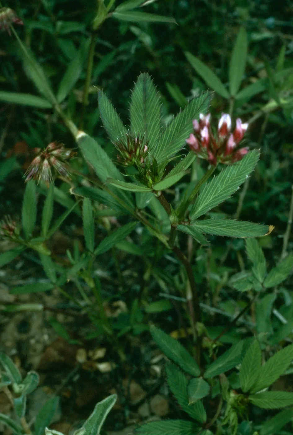 Trifolium palmeri, San Clemente Island, Eel Point Grp015