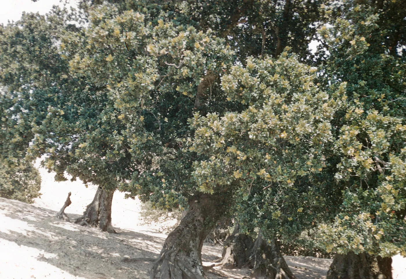 Oak trees near radar site