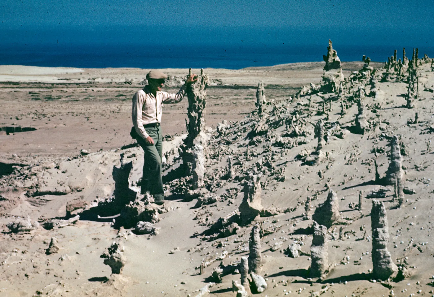 Tree Casts, San Nicolas Island