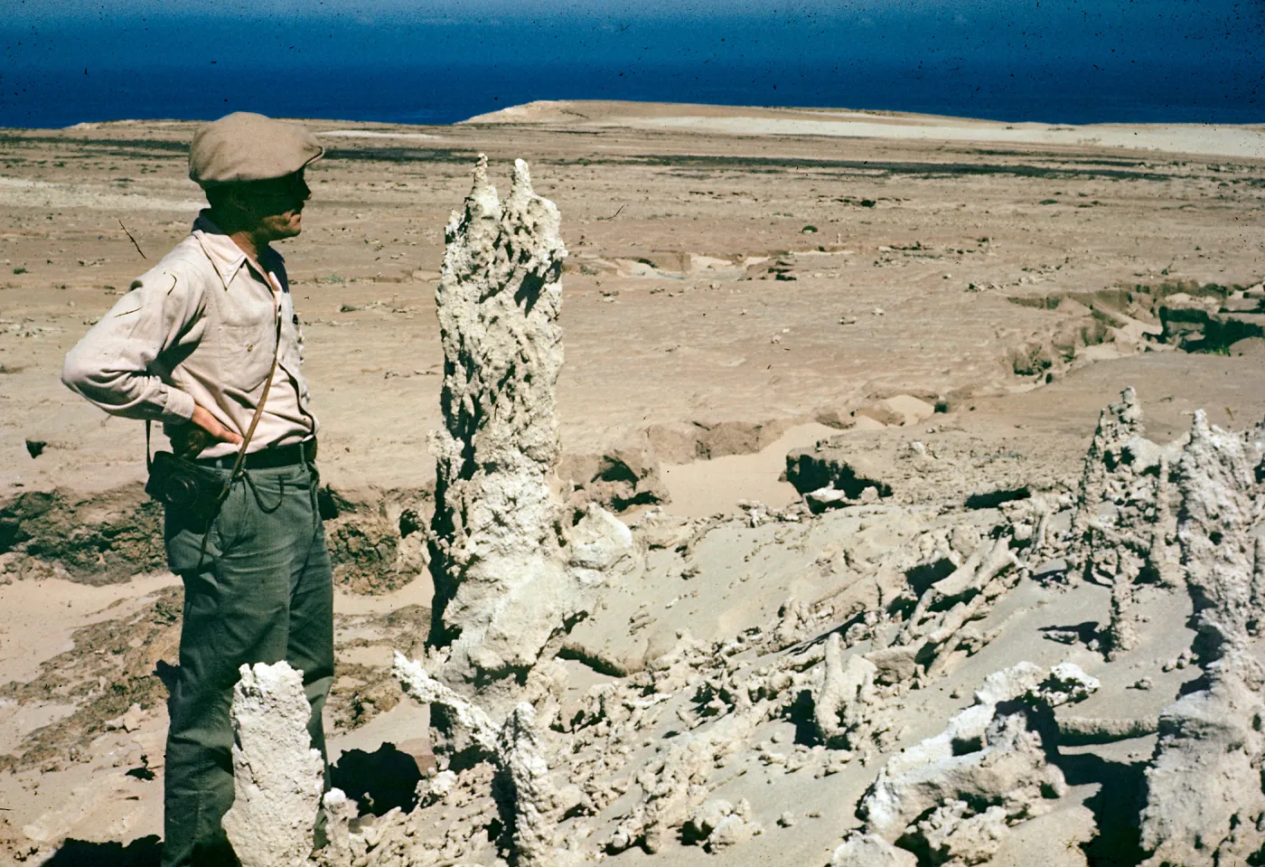 Tree Casts, San Nicolas Island