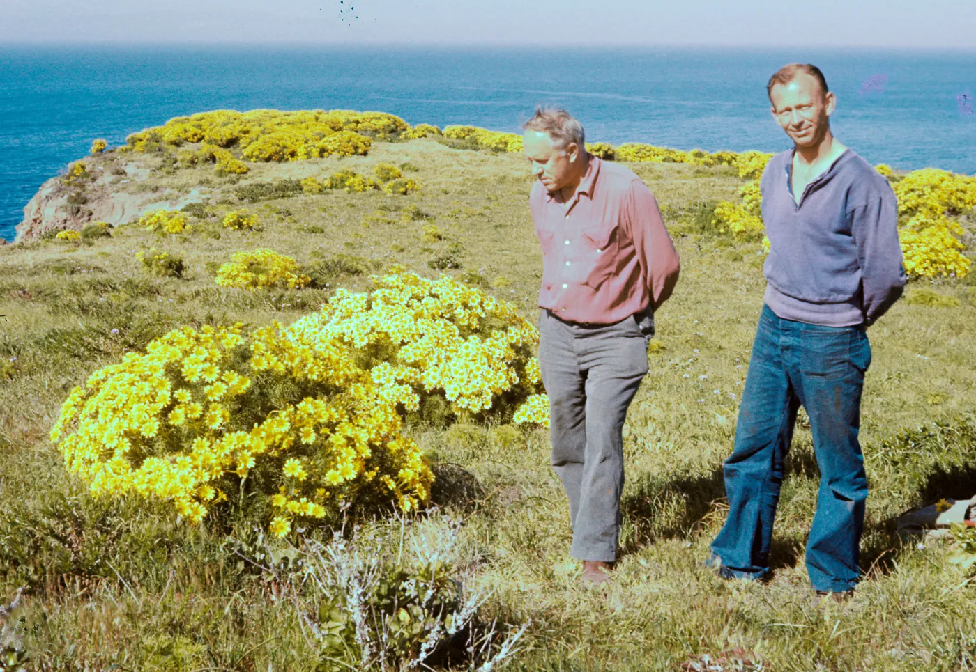 East Anacapa Coreopsis