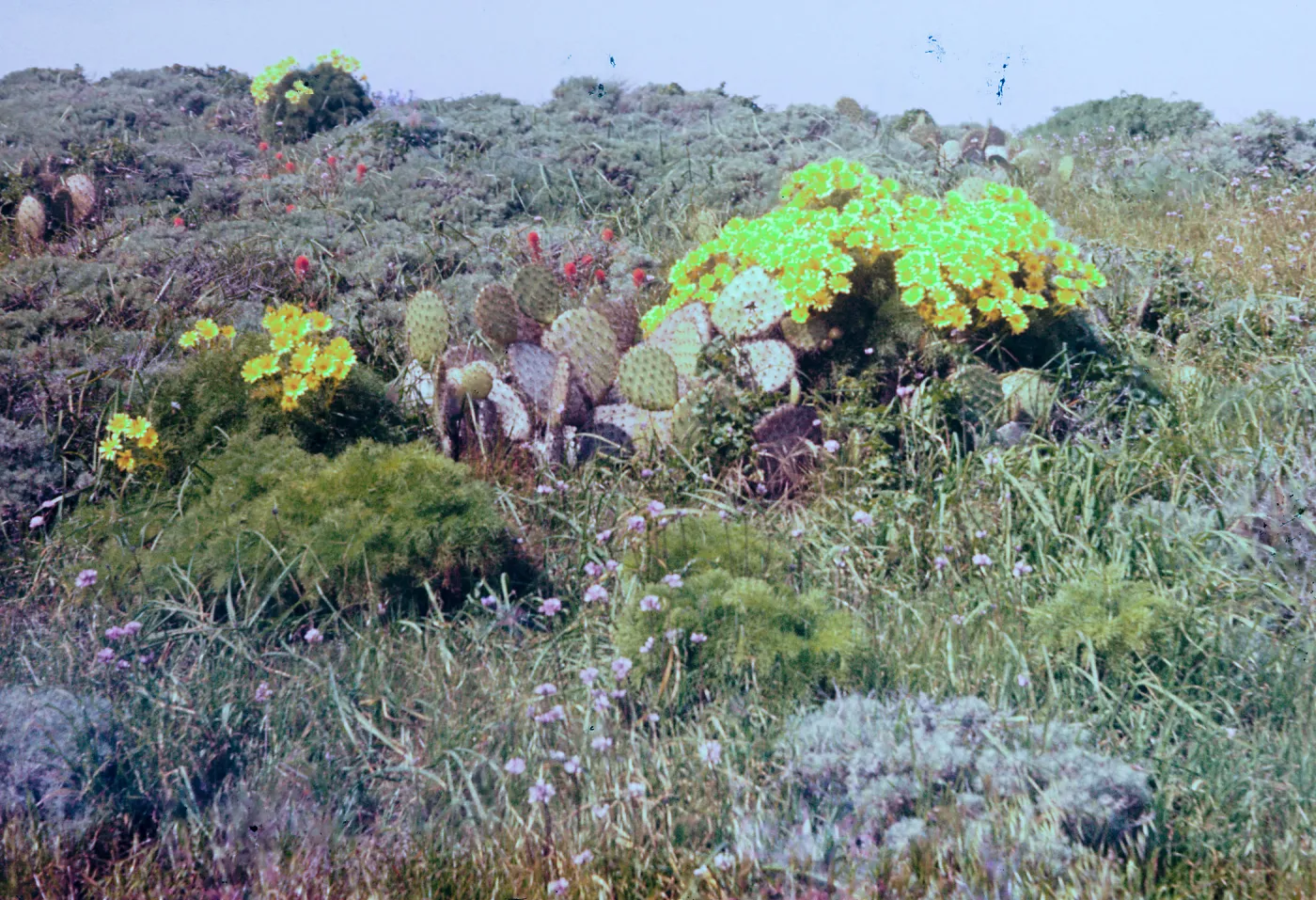 East Anacapa Island Wildflower Group (Prickly-pear)