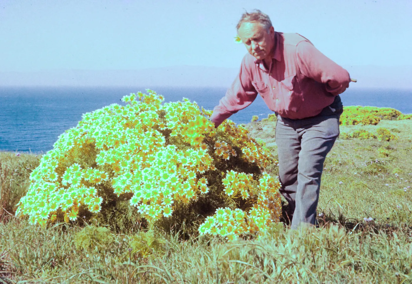 East Anacapa Island Coreopsis