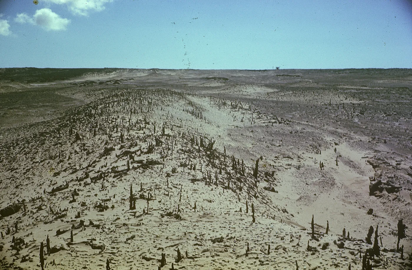 Tree Casts, San Nicolas Island