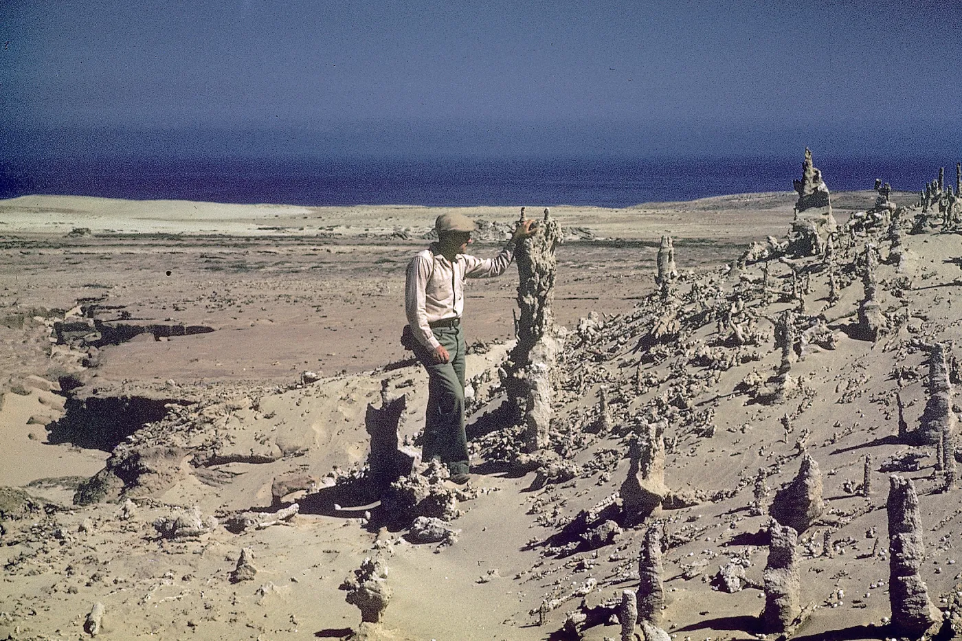 Tree Casts-Rett. San Nicolas Island