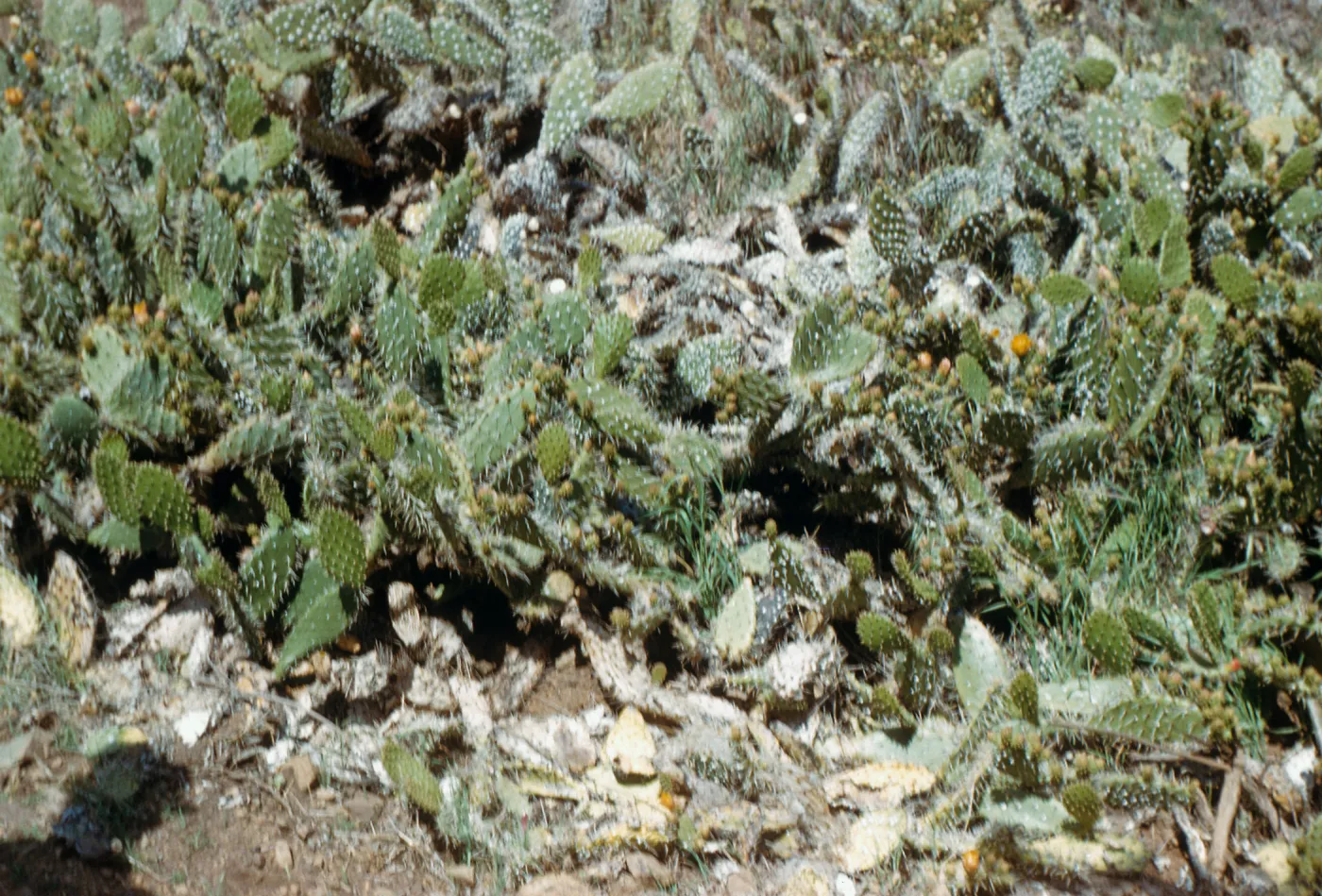 Cochincal on cactus (Prickly-pear), Coches Prietos Canyon, Santa Cruz Island