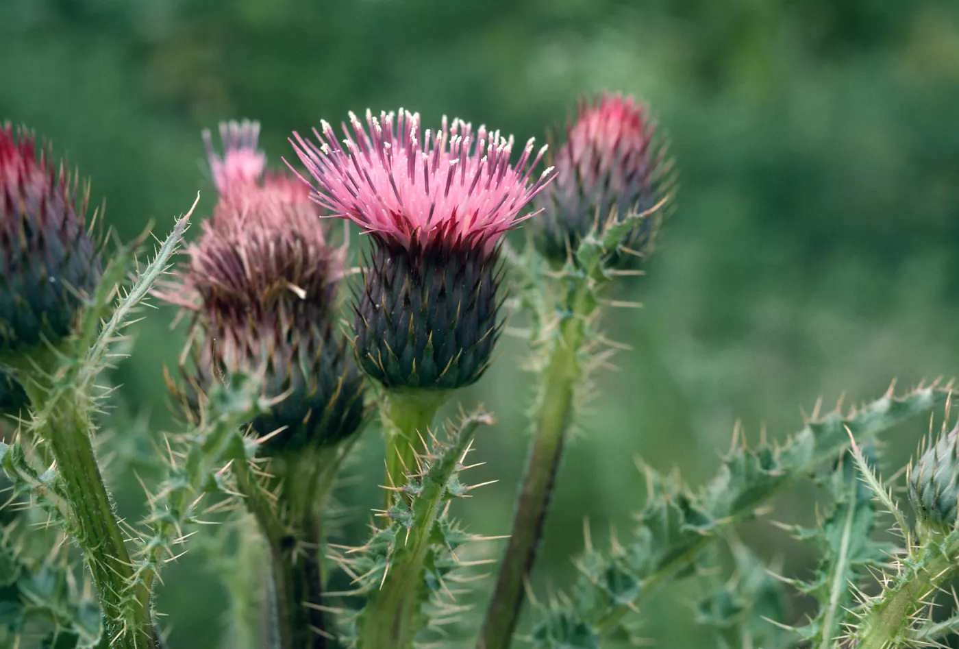 Los Alamos Price Ranch, Cirsium sp.