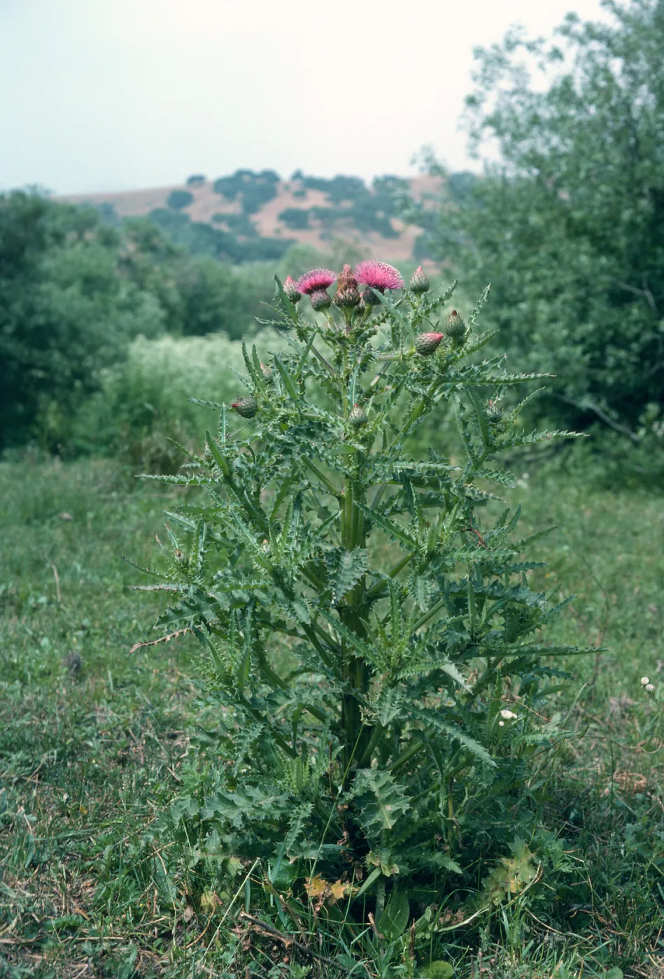 Los Alamos Price Ranch, Cirsium sp.