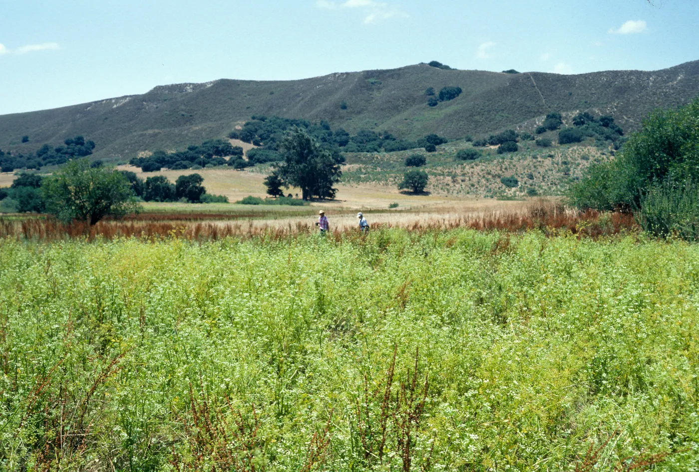 Los Alamos Price Ranch