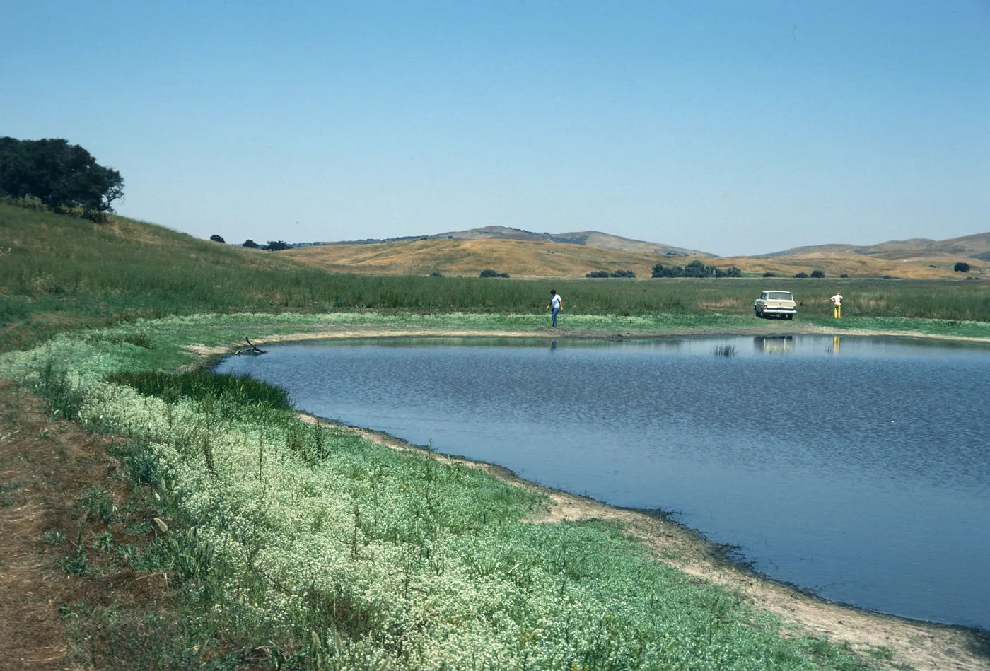 Los Alamos Marsh, Pond