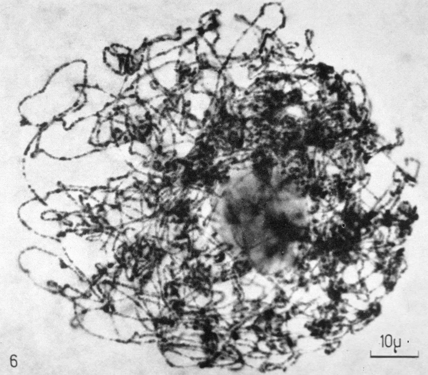 Lilium Longiflorum Croft early leptotone