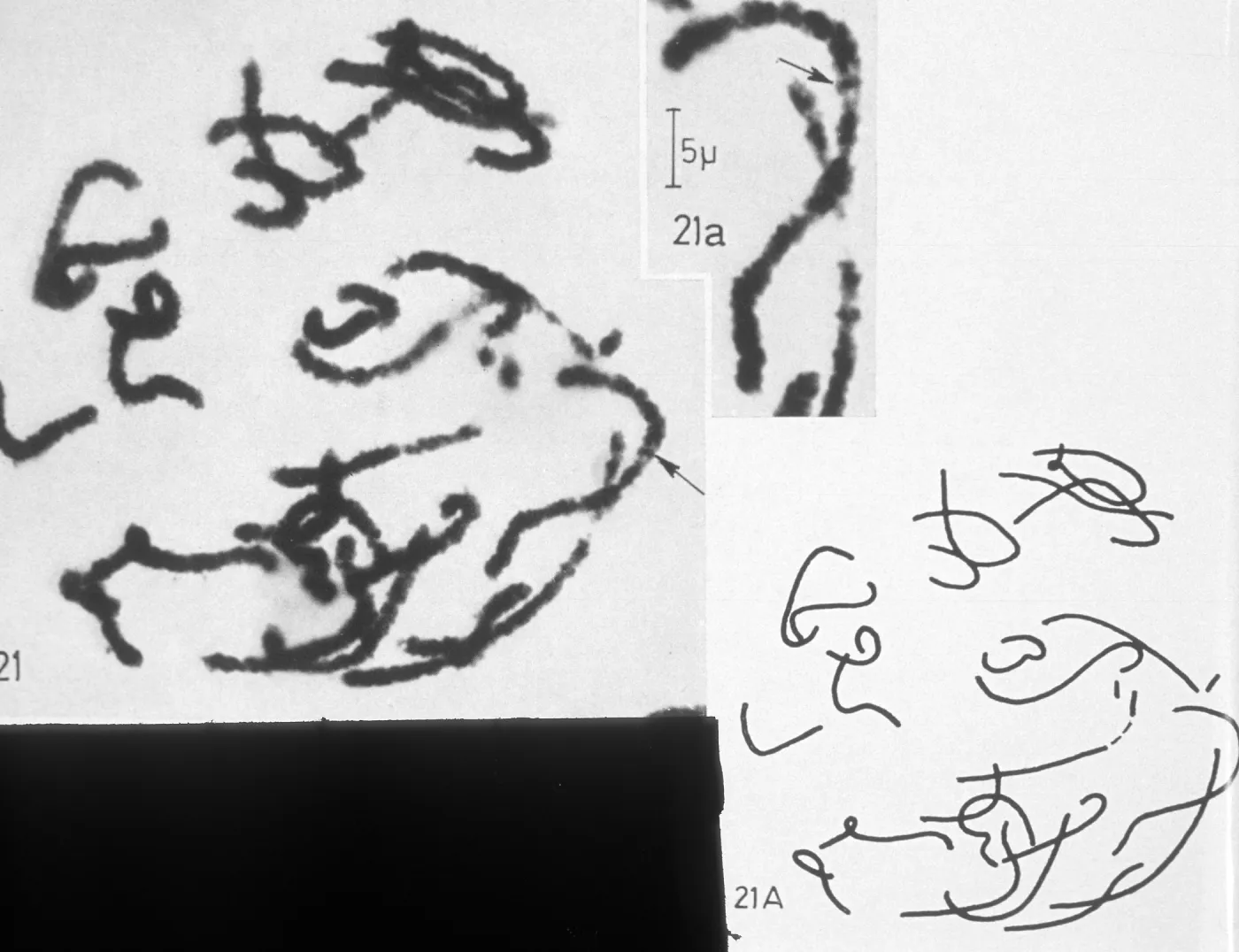 Lilium Croft full spiralization