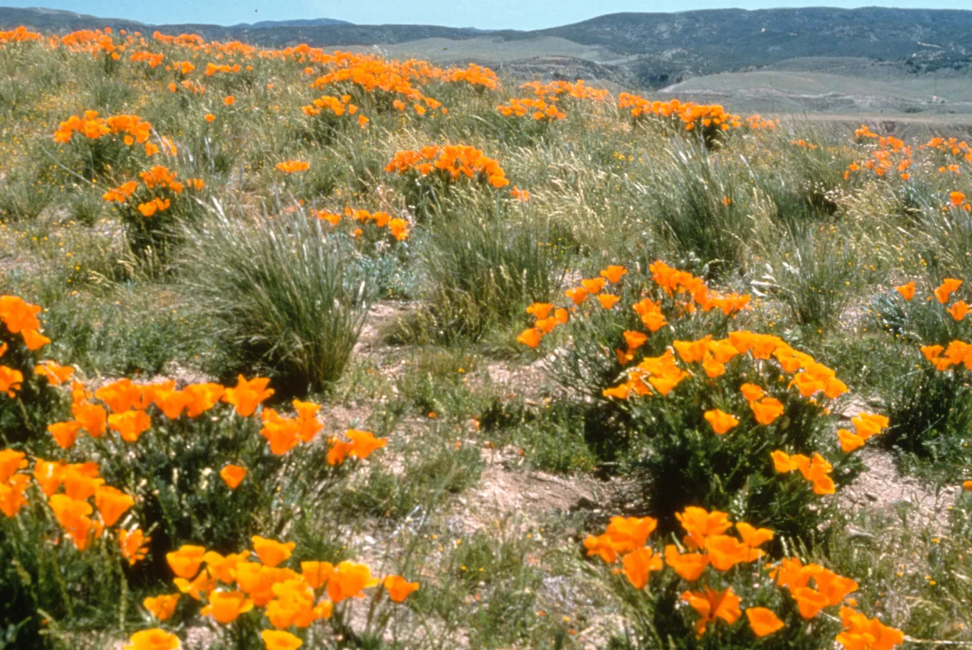 Golden Harvest Slide Show