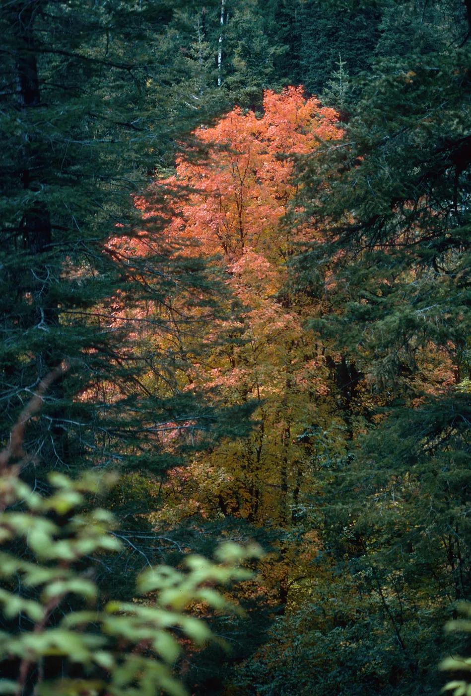 AZ|Tucson|Trees-Fall Color,Aspencade