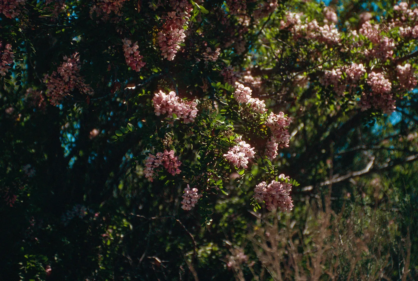 Rd138,Flowering Trees
