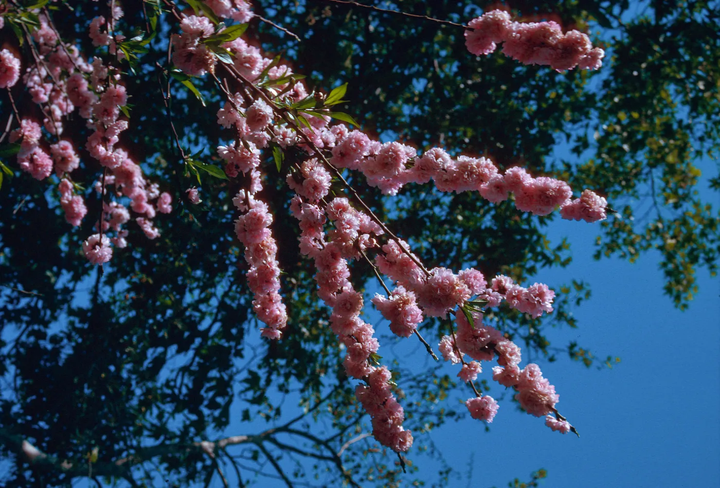 UCI campus, tree in bloom
