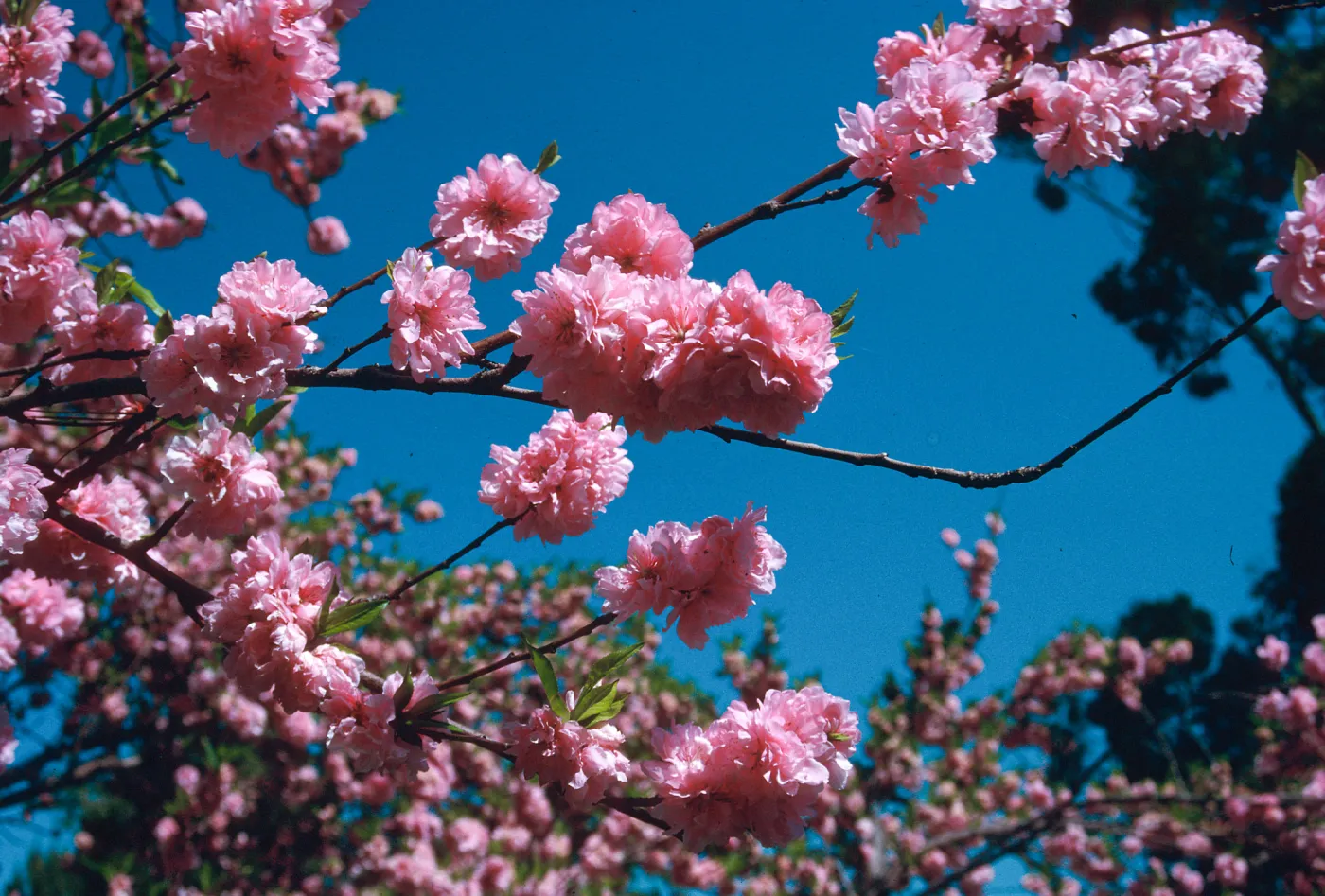 UCI campus, tree in bloom