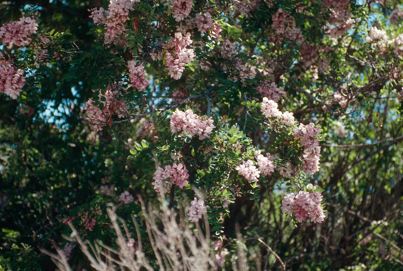 Rd138,Flowering Trees