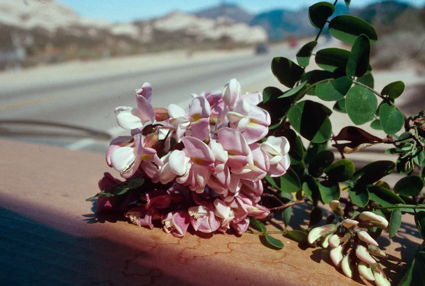 Rd138,Flowering Trees