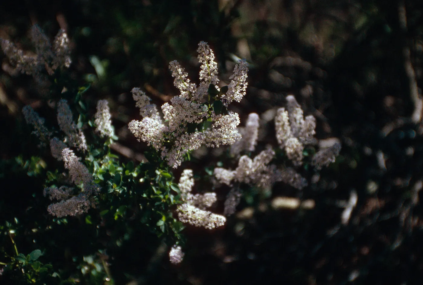 Rd138,Flowering Trees