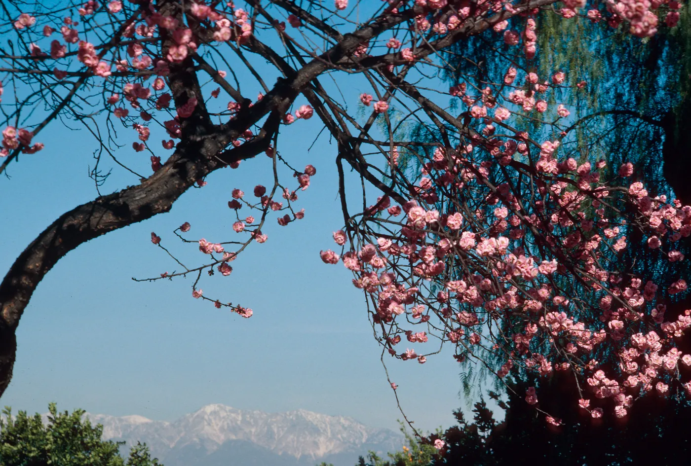 Victoria Ave. near Colton, tree in bloom