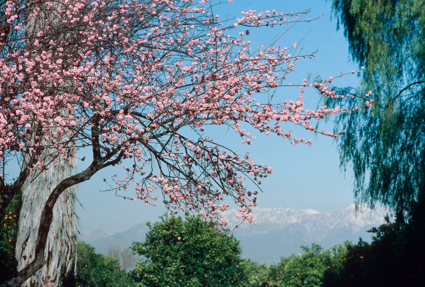 Victoria Ave. near Colton, tree in bloom, trees, mntn