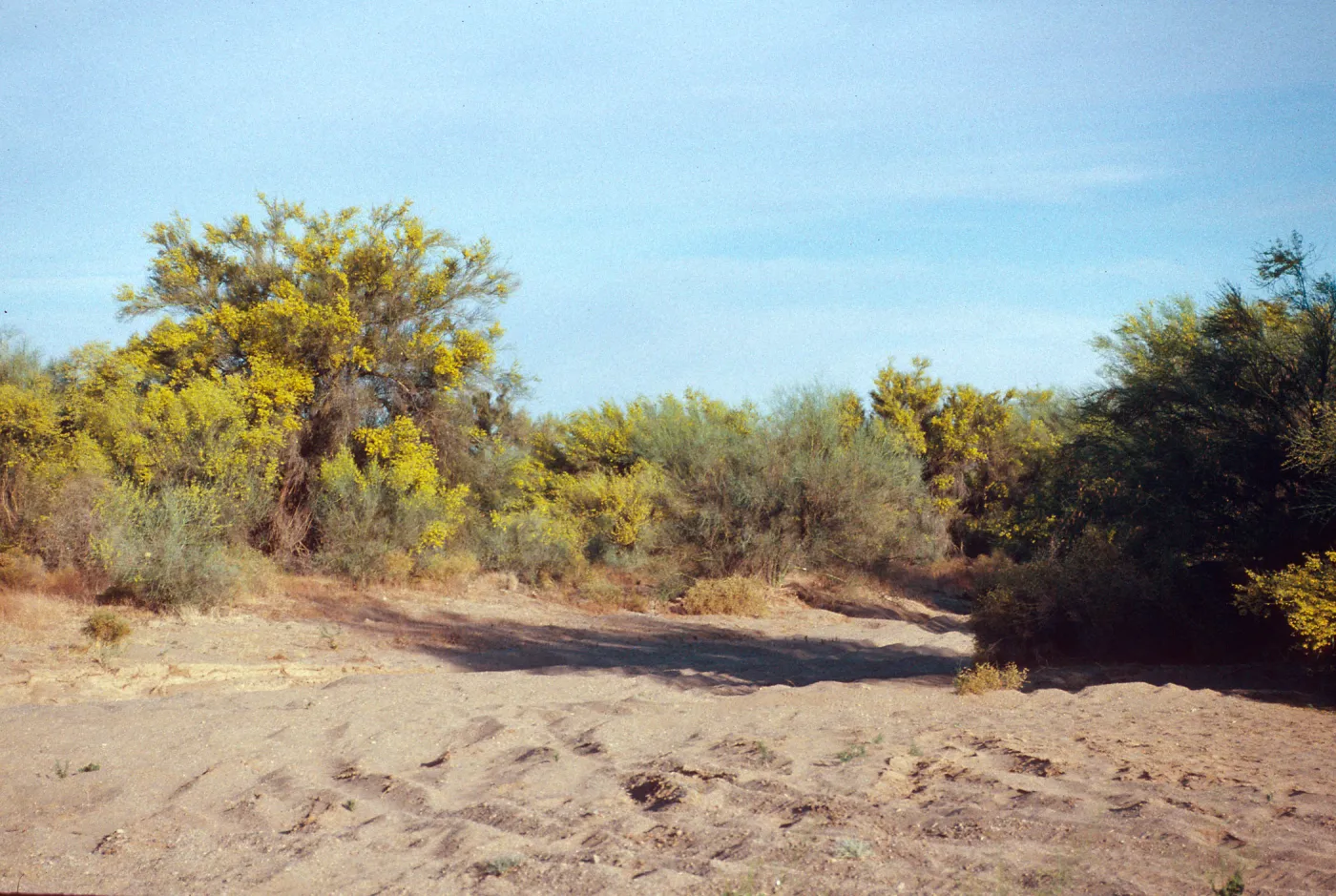 Before Vidal, Palo Verde blooms